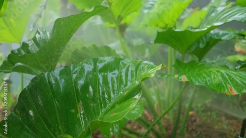 Close-up of broad-leaved tropical plants receiving constant fine mist irrigation in a greenhouse to prevent drying and maintain moisture during daytime.