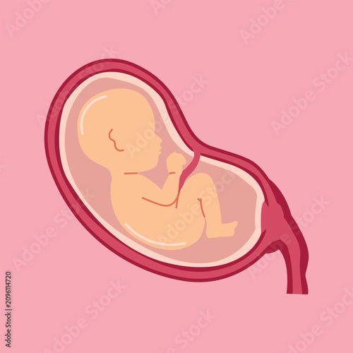 Fetus develops inside the womb as a medical illustration representing human life during early pregnancy.