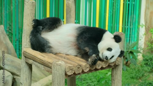 A female panda sleeps peacefully on her side on a wooden platform in a Kuala Lumpur zoo enclosure with tropical plants around her on a cloudy day.
