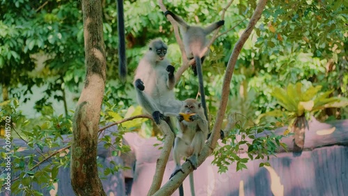 A group of gray monkeys sit on tree branches eating fruit and suddenly jump down sensing danger in a zoo during daytime. Several monkeys interact on the tree.