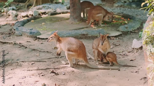 Several kangaroos sit in an enclosure at Kuala Lumpur zoo. In the background, a pair eats vegetables while a joey climbs into its mother's pouch in the foreground.