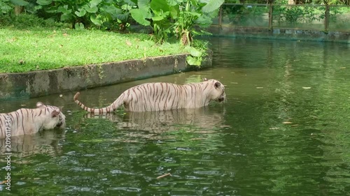 Two white tigers drink from a river pond under bright sun, one drinking eagerly while the other quietly approaches from behind near a glass fence with people and stroller nearby.