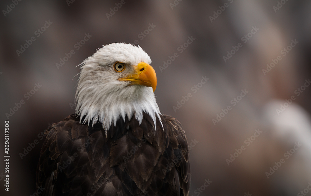 Fototapeta premium Portrait of the bald eagle
