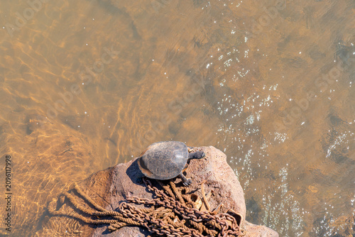 Foto Turtle phrynops williamsi basking on a rock with old chains by the water's edge