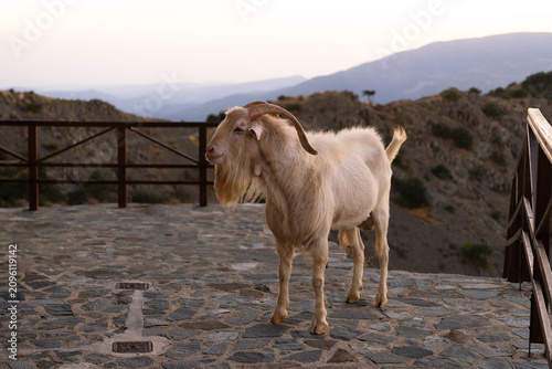 Goat in the mountains