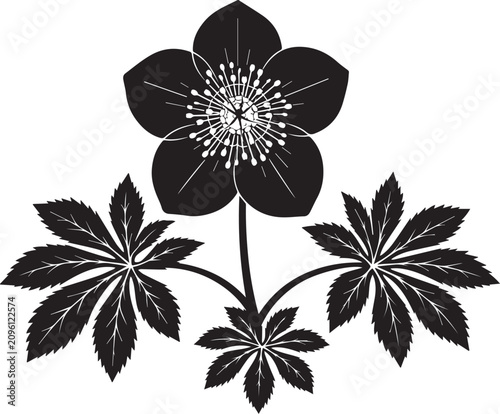 Vintage style black silhouette illustration of a hellebore or christmas rose flower with distinct palmate leaves hellebore botanical silhouette