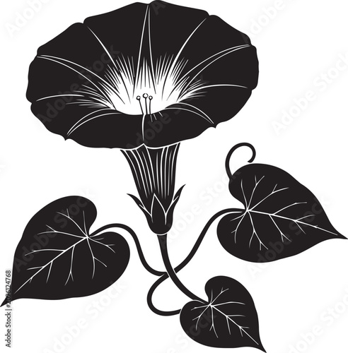 Vintage style black and white morning glory floral graphic with botanical silhouette illustration isolated ornament decoration climbing