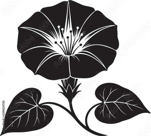 Monochrome illustration of a morning glory flower and heart shaped leaves with botanical silhouette illustration isolated ornament decoration