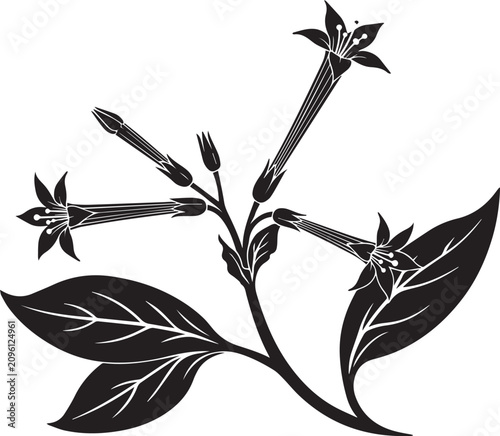 Nicotiana flowering tobacco botanical vector silhouette illustration with nicotiana botanical silhouette illustration isolated decoration