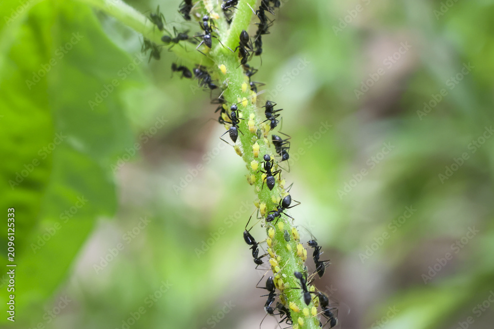 Obraz premium Black ant colony feeding on green aphid covered plant stem under soft natural light, close up macro showing texture and interaction