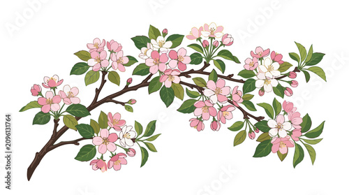 Pink and white cherry blossom branch with green leaves