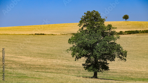 Fotografie arbre isolé