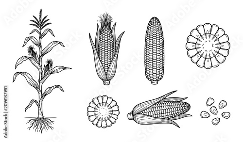 Canvastavla Outline Sketch Sweet Corn Plant and Kernel Vector Set with Botanical Agriculture