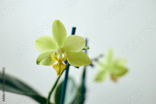 Beautiful pale yellow Phalaenopsis orchid flower with delicate petals blooming indoors. Tropical houseplant with soft green leaves on white background.