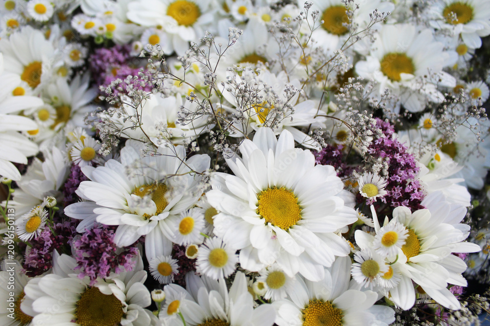Obraz premium daisies, floral background, beautiful bouquet of flowers
