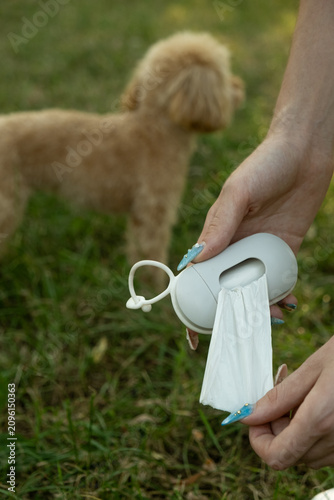 Dog waste bag dispenser held by a woman with a cute Toy Poodle in soft focus behind. Concept pet hygiene, responsible ownership, dog walking essentials, clean parks, animal care.