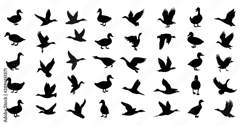 Fototapeta premium Duck silhouettes collection in various flying and standing active poses (png)