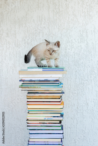 cute little gray kitten climbed onto a tall stack of books. Curiosity. Interest. A reading recommendation. Life with a beloved pet.