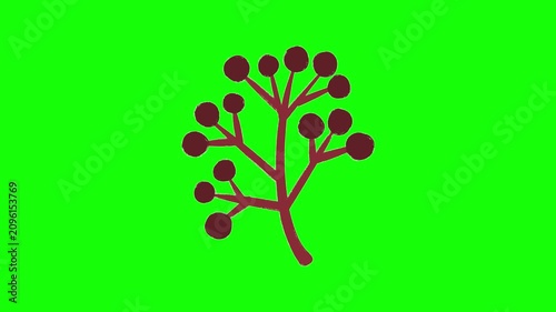 Abstract berry cluster branch animation on green screen, featuring a decorative autumn botanical illustration for overlays and presentations. 