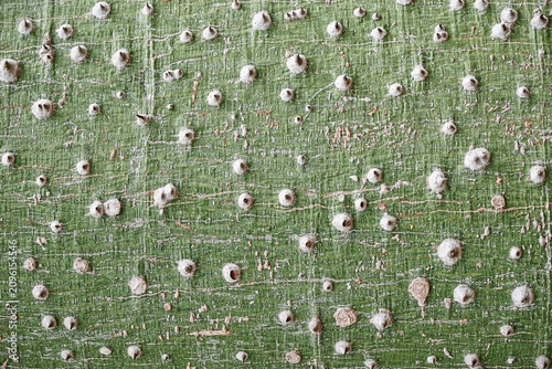 Plakat w ramie Southern tree bark texture