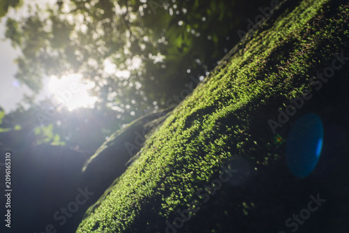 Moss green sunlight forest texture close up nature rock sunbeam foliage vibrant green moss covering shaded rock with sunbeam filtering through leafy canopy creating serene natural texture