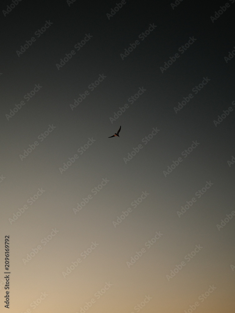 Fototapeta premium Minimal evening sky in Ibiza with a single bird silhouette, soft warm gradient, negative