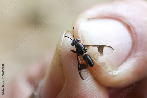 Obraz na plátne Small black wasp perched on human fingertip with translucent patterned wings and