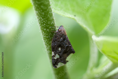 Bild auf Leinwand Small brown leafhopper resting on fuzzy green stem among soft out of focus leave