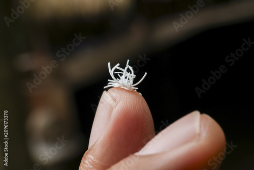 Canvastavla White paper confetti shred perched on fingertip with soft background lighting an