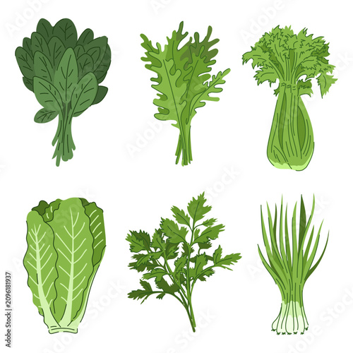 Green vegetable set vector isolated. Illustration of healthy natural food. Spinach, green onion, lettuce and celery. Vegan nutrition, parsley and arugula. Organic product.