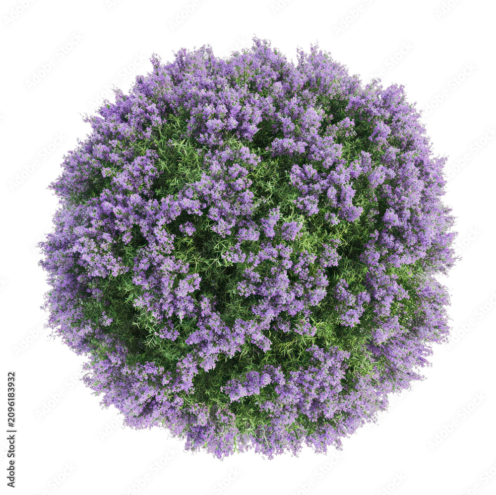 Obraz premium PNG Lavender bush top view