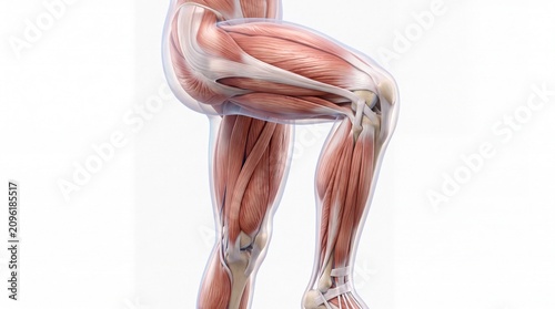 Leg muscle anatomy human body muscle structure knee joint thigh calf medical illustration fitness health anatomical educational detailed isolated