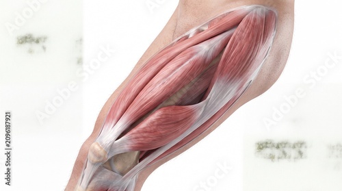 Quadriceps muscle anatomy human leg detailed muscle fibers medical illustration educational anatomical structure close up healthy tissue realistic isolated white background