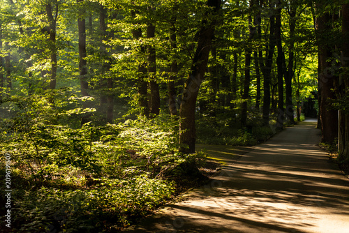 Asphalt pedestrian path winding through a dense green forest with bright morning sunlight filtering through the lush tree canopy and creating shadows on the ground.