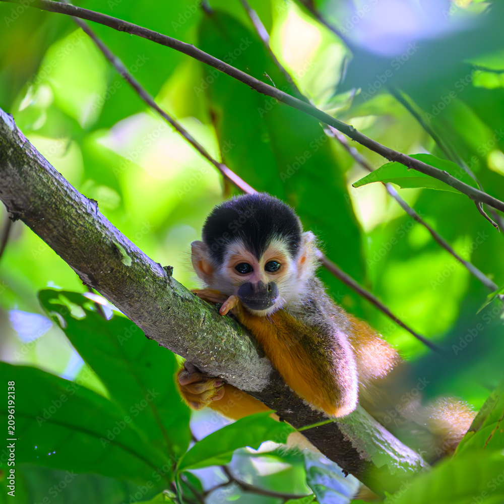 Obraz premium Closeup of a Central American Squirrel Monkey (Saimiri oerstedii) lounging in a tree in Costa Rica.