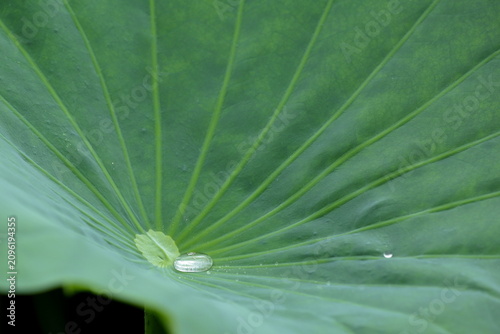 日本の夏の風景 蓮の葉と雨の雫 / Japanese summer scenery: Lotus leaf and rain drops