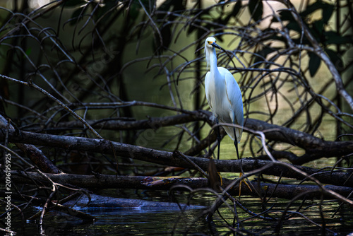Canvastavla A Snowy Egret (Egretta thula) standing on a downed tree over water in Costa Rica