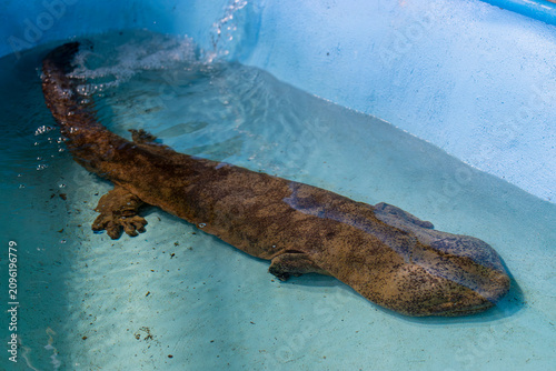 Obraz na płótnie The Chinese giant salamander (Andrias davidianus) is one of the largest salamanders and one of the largest amphibians in the world