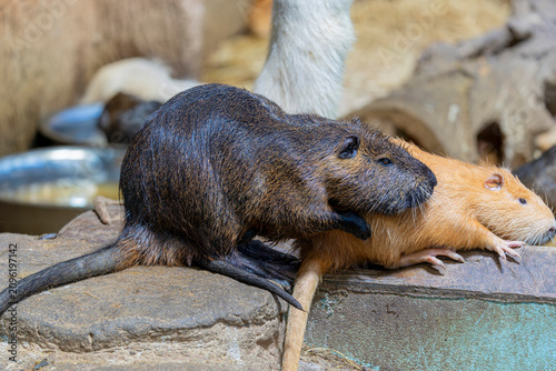 Obraz na plátně Nutrias (Myocastor coypus) resting near the water, showing their coarse brown fur, webbed feet, and distinctive orange teeth