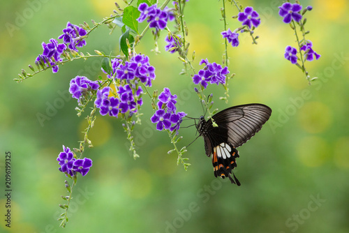 Принти на полотні Common rose butterfly (Pachliopta aristolochiae asteris) sucking nectar from flo