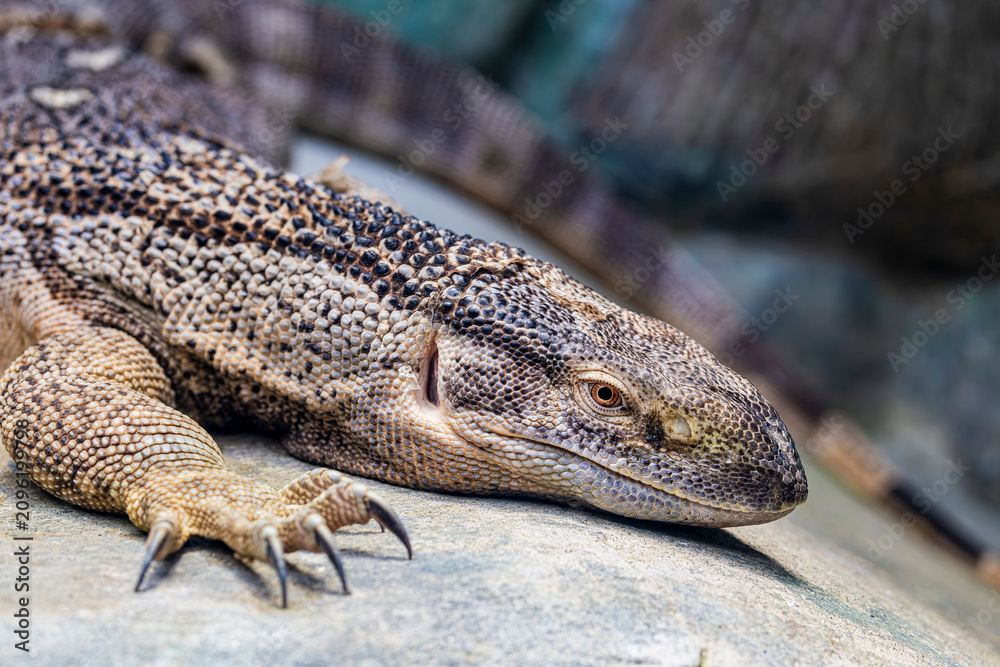 Fototapeta premium A Rock Monitor (Varanus albigularis) resting on the ground in a natural African habitat.
