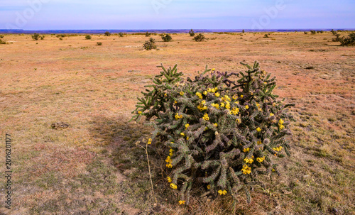 Konstfotografi In this landscape, the cactus Cylindropuntia imbricata (tree cholla, cane cholla, walking stick cholla) is in bloom
