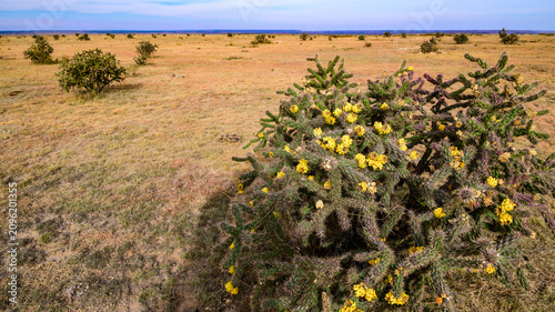 Konstfotografi In this landscape, the cactus Cylindropuntia imbricata (tree cholla, cane cholla, walking stick cholla) is in bloom