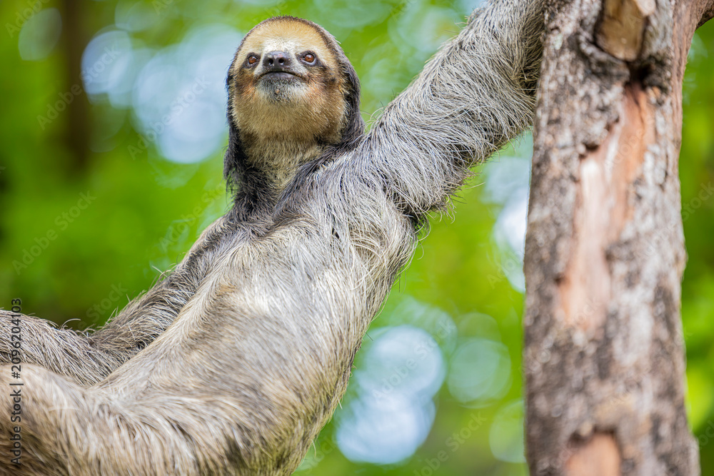 Fototapeta premium A Pale throated Sloth (Bradypus tridactylus) clings to a tree branch, displaying its shaggy fur and slow, deliberate movements.