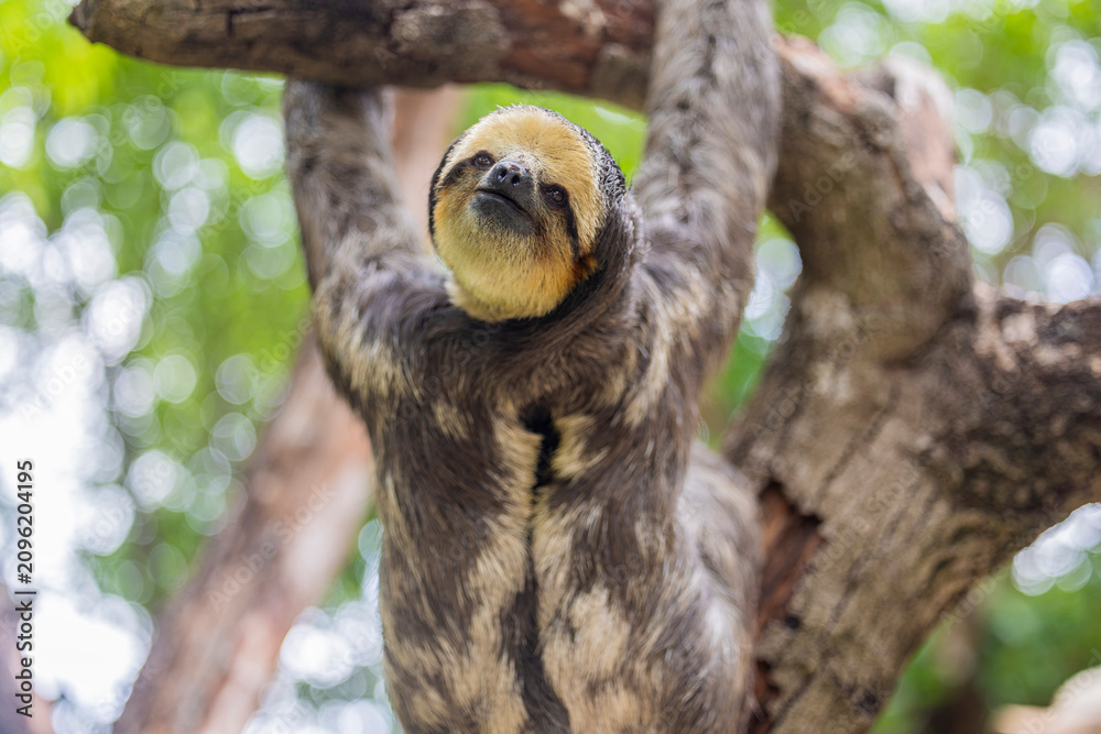 Fototapeta premium A Pale throated Sloth (Bradypus tridactylus) clings to a tree branch, displaying its shaggy fur and slow, deliberate movements.
