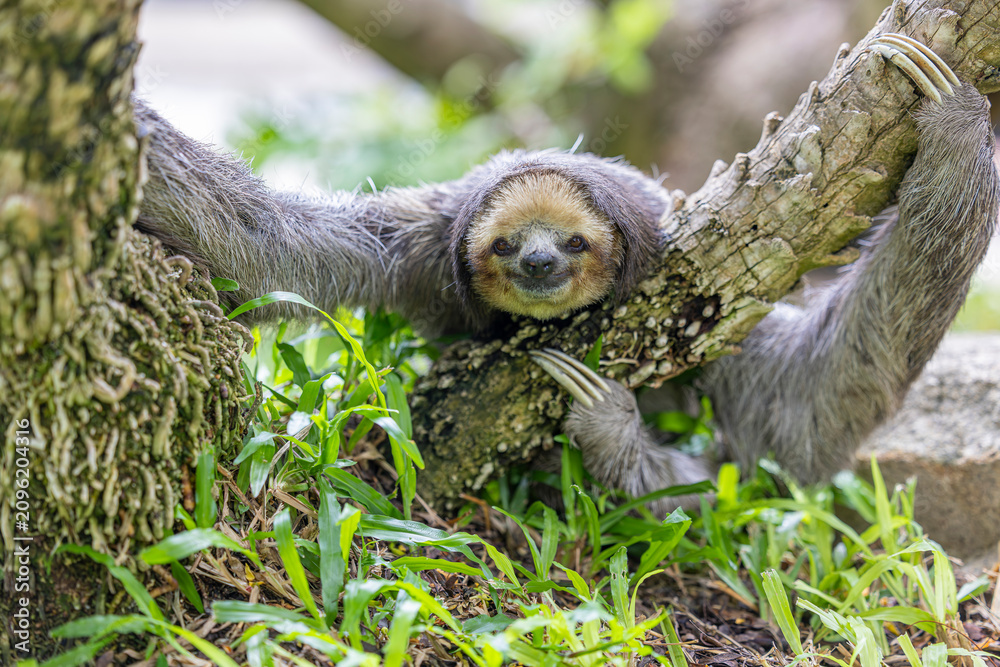 Fototapeta premium A Pale throated Sloth (Bradypus tridactylus) clings to a tree branch, displaying its shaggy fur and slow, deliberate movements.
