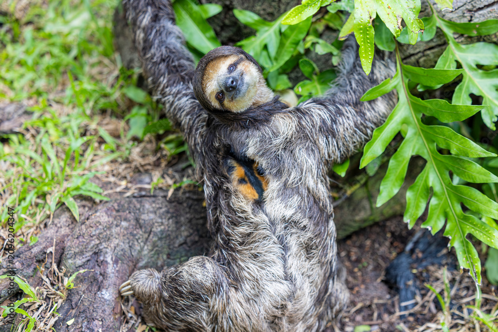 Fototapeta premium A Pale throated Sloth (Bradypus tridactylus) clings to a tree branch, displaying its shaggy fur and slow, deliberate movements.
