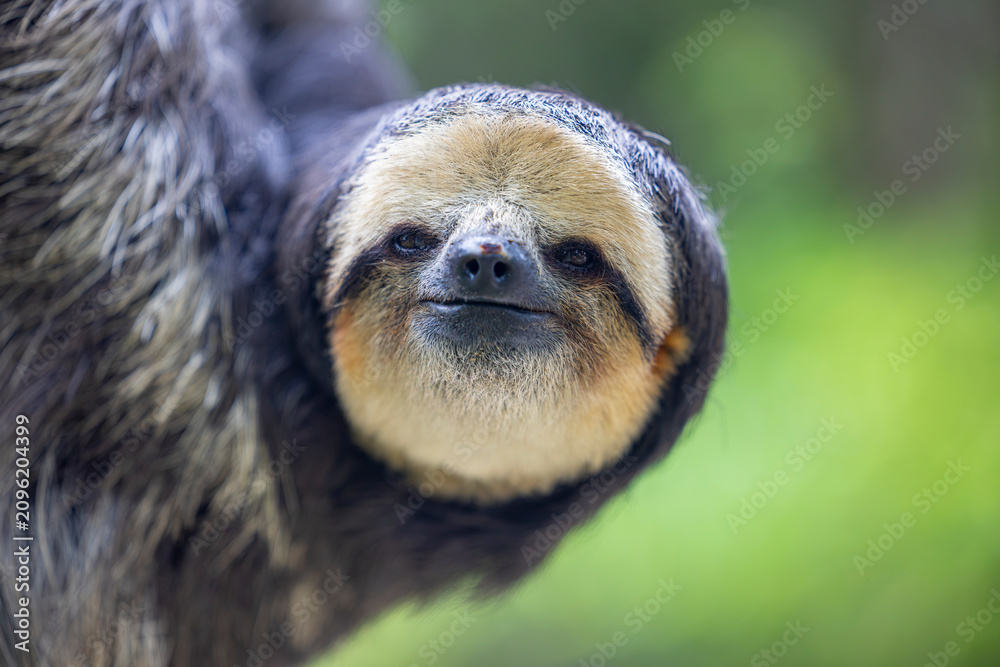 Fototapeta premium A Pale throated Sloth (Bradypus tridactylus) clings to a tree branch, displaying its shaggy fur and slow, deliberate movements.