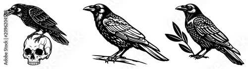Obraz na płótnie Raven birds sitting on human skull and tree branches in gothic engraving style