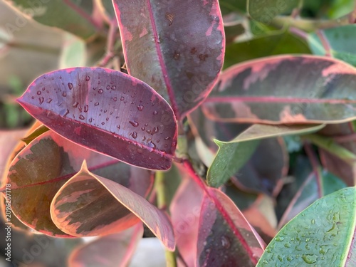 фотографія Close Up of Variegated Rubber Plant Leaves with Water Droplets After Rain